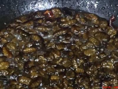 蜜蜂蜂蛹怎么吃（蜜蜂蛹怎么吃的具体操作步骤）