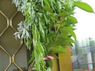 艾蒿端午节怎么用