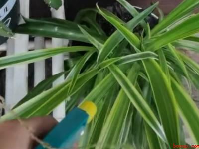 家里发现蜈蚣怎么防治