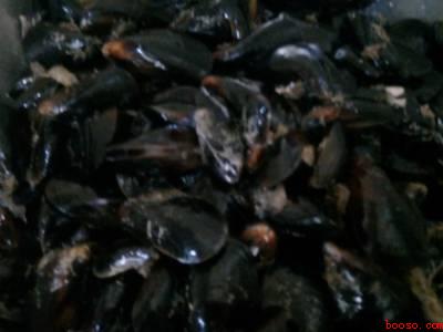 海虹中间的草怎么去掉