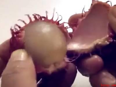 红毛丹怎么吃不沾内核皮