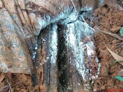 家里有白蚁怎么办