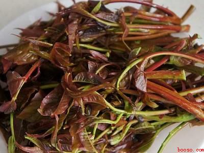 香椿芽怎样腌制好吃