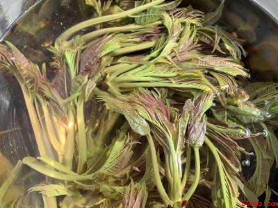 香椿怎么焯水