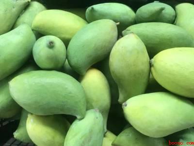 鹰嘴芒果怎么催熟