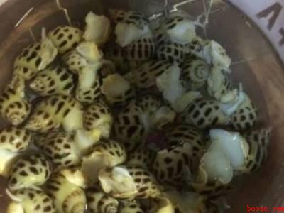 花螺怎么清洗才干净