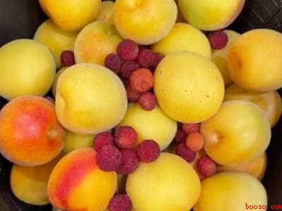 观赏梅花结的果子怎么吃