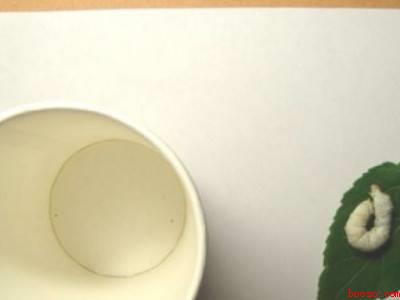 蚕宝宝吐丝的架子怎么做