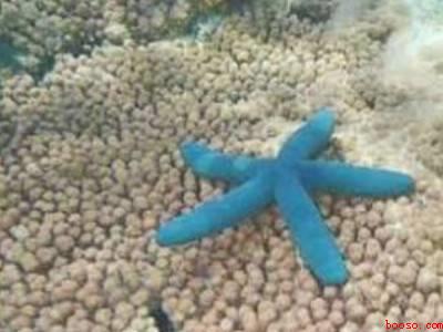 海星怎么晒干保存