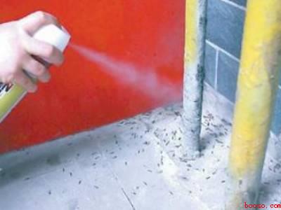 家里有烟草甲虫如何消灭