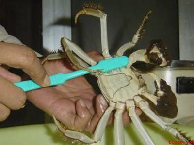 花蟹怎么处理干净