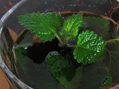 薄荷叶泡水的方法（薄荷叶泡水的详细操作步骤）