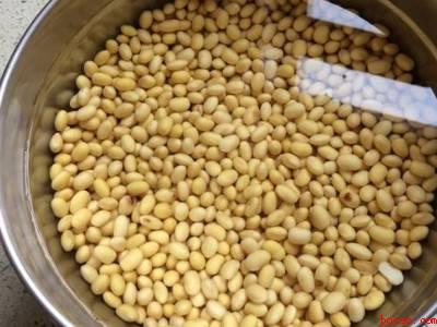 黄豆来不及泡怎么办