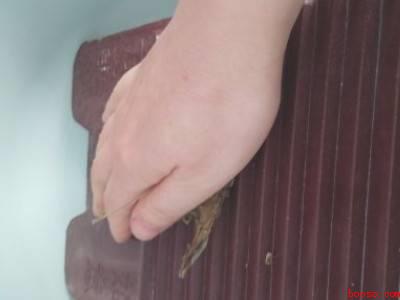 艾草怎么做成艾绒