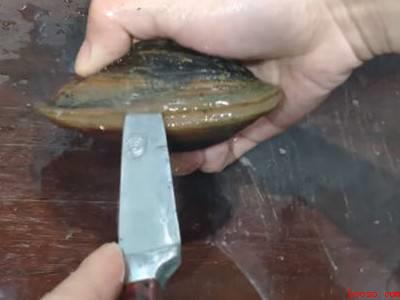 大河蚌怎么清洗干净内脏