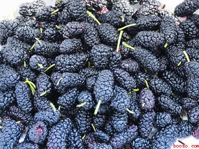 桑葚怎么发酵成酒