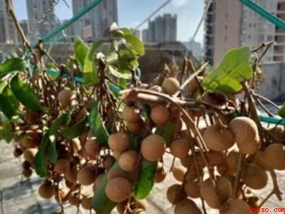 新鲜龙眼可以直接晒干吗