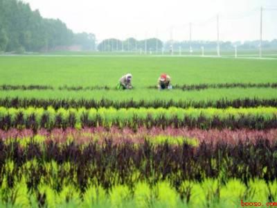 驱赶喜鹊小妙招