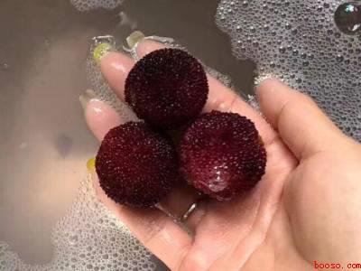 鲜杨梅怎么洗