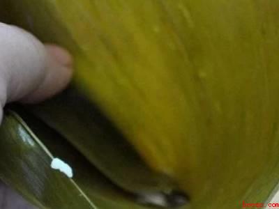 怎样做粽子和包粽子