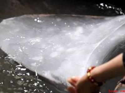 蚕茧怎么抽丝做蚕丝被