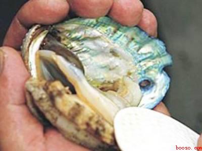 活鲍鱼怎么处理