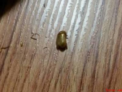 黑毛皮蠹怎么消除