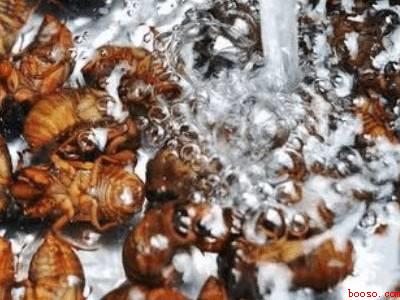 知了猴怎么清洗