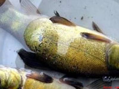 丁桂鱼怎样去除鱼鳞