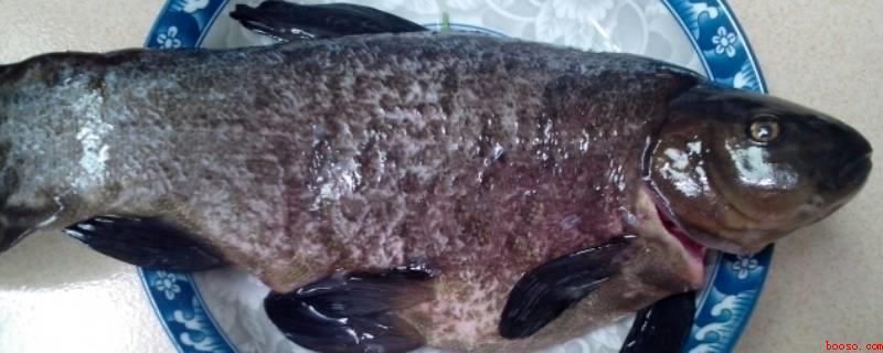 丁桂鱼怎样去除鱼鳞