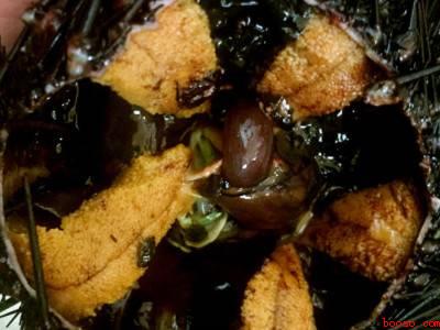 海胆刺身怎么吃