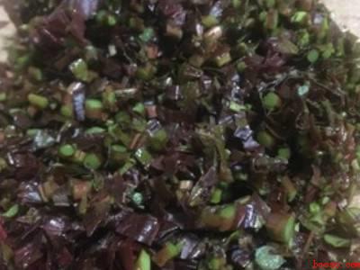 春芽煎蛋怎么做