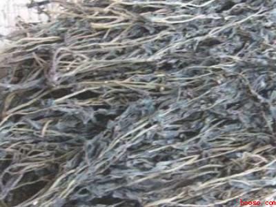 马齿菜怎么保存时间长