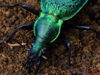 白天如何捕捉甲虫