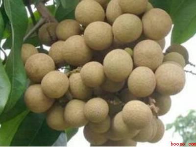 怎样晒龙眼干带壳的（怎样晒带壳的龙眼干共分为5个步骤）