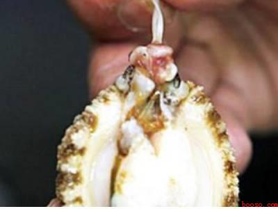 活鲍鱼怎么处理