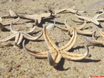 如何把海星制成干海星