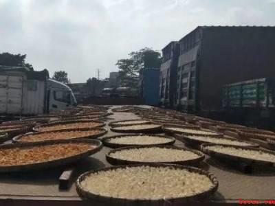 龙眼干如何制成的（龙眼干如何制成的具体操作步骤）