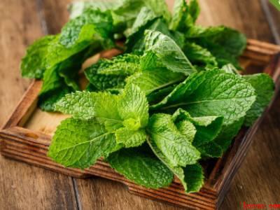 食用薄荷和不可食用薄荷怎么区分（薄荷和不可食用薄荷怎么区分）