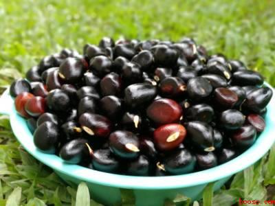 九层皮怎么保存