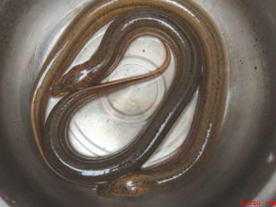 鳝鱼在家怎么杀