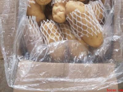 夏天土豆怎么保存不发绿不长牙