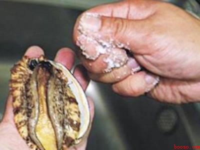 活鲍鱼怎么处理