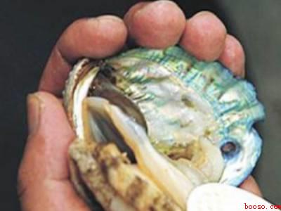 如何杀鲍鱼清洗鲍鱼