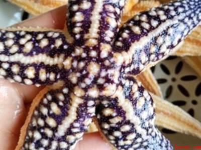 如何把海星制成干海星