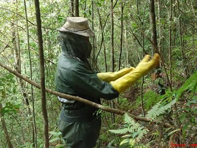 黄蜂窝怎么安全除掉