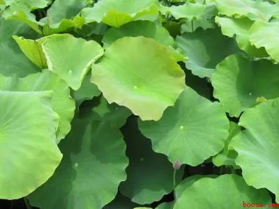 新鲜荷叶怎么处理蒸东西