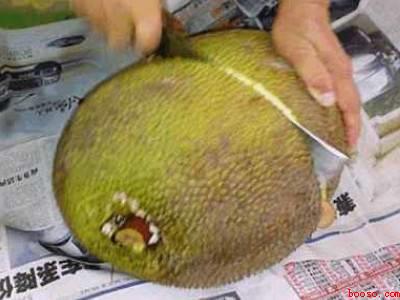 树菠萝怎么开不粘手