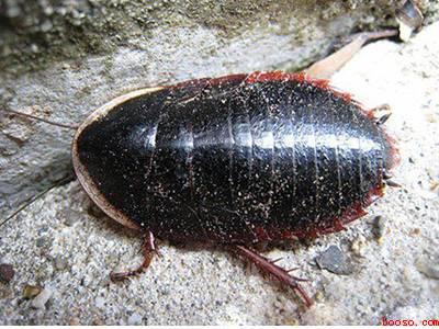 山蟑螂怎么消灭