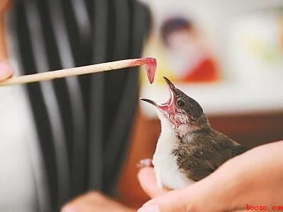 捡到小麻雀怎么处理
